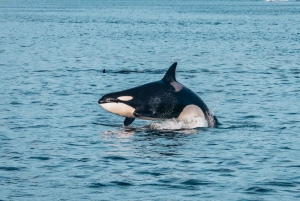 Victoria: Aventura cubierta de avistamiento de ballenas con fotos gratis