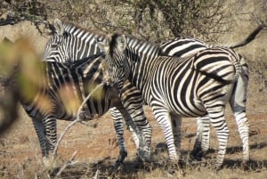 Victoria Falls: Helicopter Flight & Wildlife Safari Combo