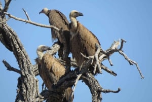 Victoria Falls: Helicopter Flight & Wildlife Safari Combo