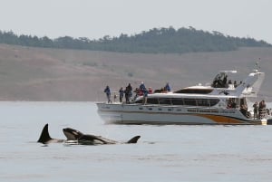 Victoria : visite guidée d'observation de la faune et de la flore en catamaran