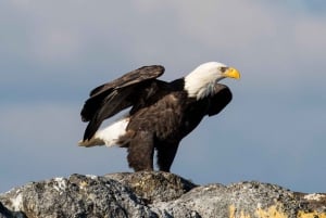 Victoria : visite guidée d'observation de la faune et de la flore en catamaran
