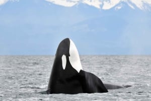 Victoria : visite guidée d'observation de la faune et de la flore en catamaran