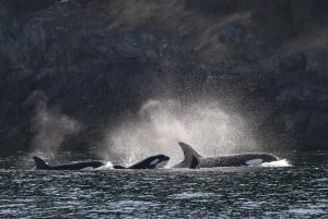 Victoria : visite guidée d'observation de la faune et de la flore en catamaran