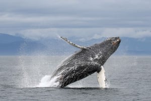 Victoria : visite guidée d'observation de la faune et de la flore en catamaran