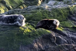 Victoria : visite guidée d'observation de la faune et de la flore en catamaran