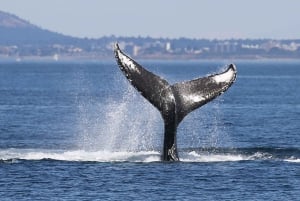 Victoria : visite guidée d'observation de la faune et de la flore en catamaran