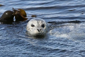 Victoria : visite guidée d'observation de la faune et de la flore en catamaran