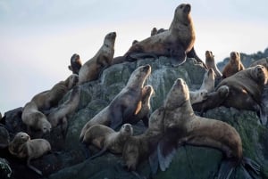 Victoria : visite guidée d'observation de la faune et de la flore en catamaran