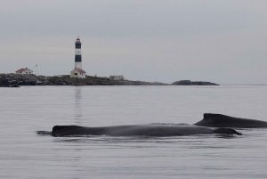 Victoria: tour mattutino di avvistamento balene in barca Scarab