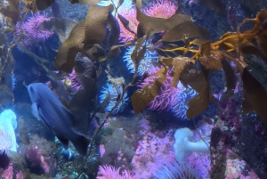 Victoria; Penninsula Abenteuer, Wandern, Aquarium und Ausblicke