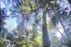 Victoria; Penninsula Abenteuer, Wandern, Aquarium und Ausblicke