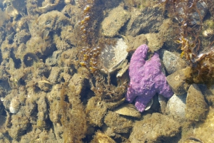 Victoria; Penninsula Abenteuer, Wandern, Aquarium und Ausblicke