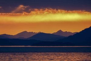 Victoria: Auringonlaskun valaiden katselukierros avoimella skarabeusveneellä
