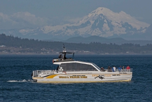 Victoria : excursion d'observation des baleines au coucher du soleil sur un bateau semi-couvert