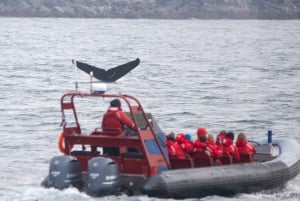 Виктория: экскурсия на лодке Zodiac с наблюдением за китами