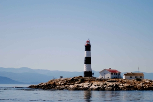 Виктория: экскурсия на лодке Zodiac с наблюдением за китами