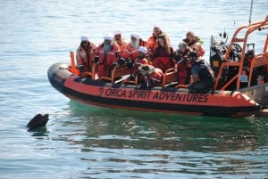 Виктория: экскурсия на лодке Zodiac с наблюдением за китами