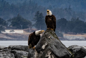 Виктория: экскурсия на лодке Zodiac с наблюдением за китами