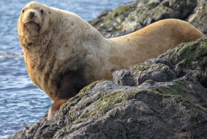 Виктория: экскурсия на лодке Zodiac с наблюдением за китами