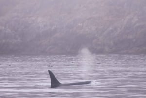 Виктория: экскурсия на лодке Zodiac с наблюдением за китами