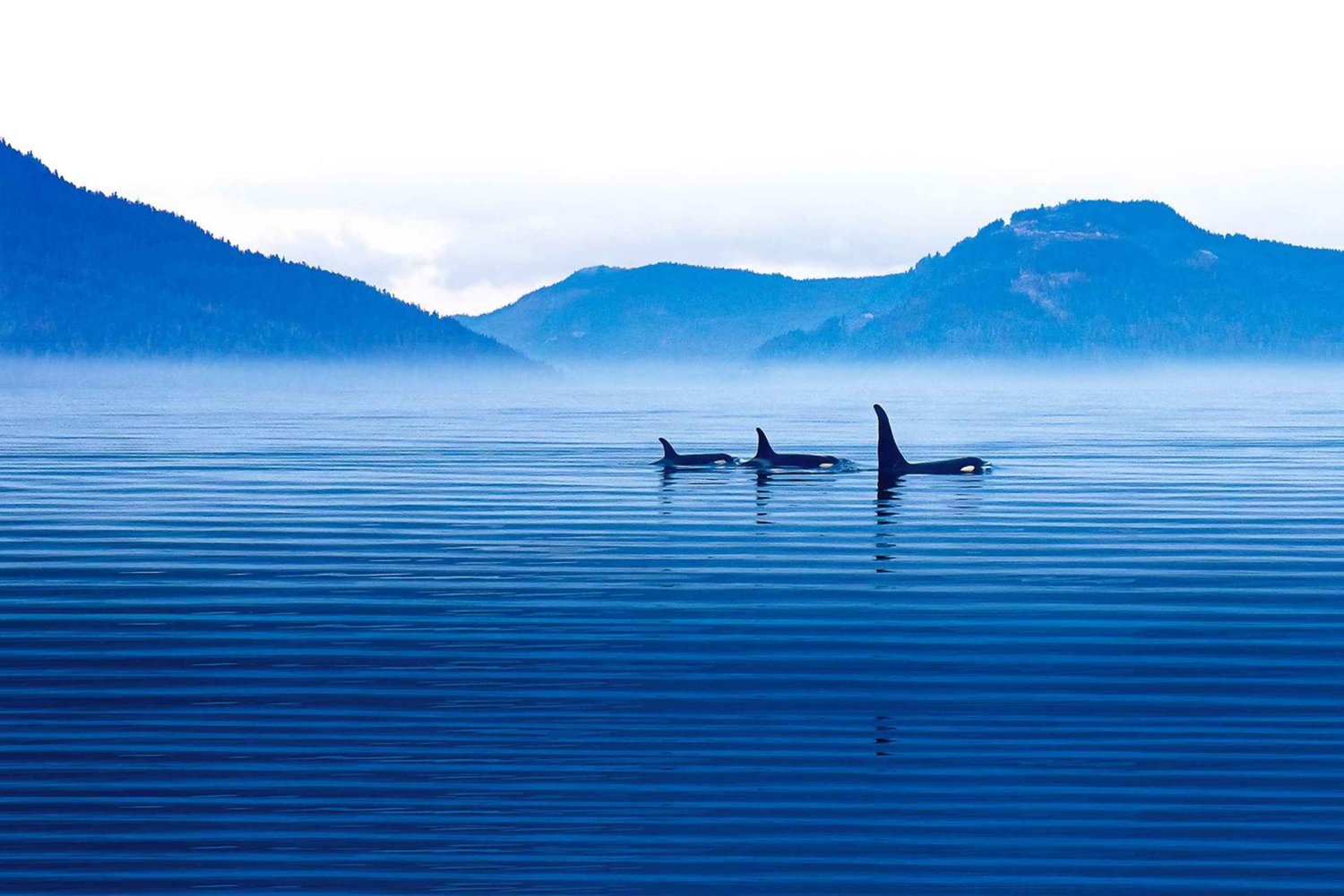 Victoria: Winter Wildlife Tour with Hot Drinks