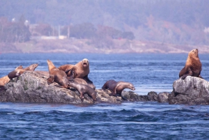 Victoria: winterse natuurervaring met warme dranken