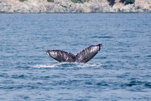 Victoria: winterse natuurervaring met warme dranken