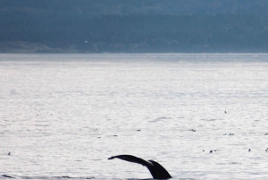 Victoria: winterse natuurervaring met warme dranken