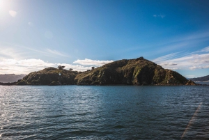 Wellington: Commented Harbor Explorer tour