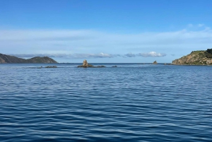 Wellington: Commented Harbor Explorer tour
