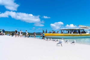 Whitsunday: Excursão às Ilhas Whitsunday com mergulho com snorkel e almoço