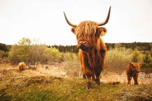 From Edinburgh: Loch Ness and The Highlands Tour with Cruise