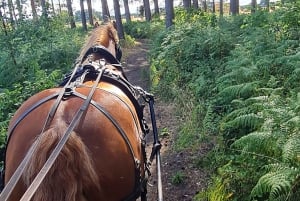 Йорк: поездка в карете, запряженной лошадьми, по сельской местности Йорка