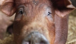 Piglets Adventure Farm Park
