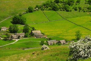 York: Tour 'Tutte le creature grandi e piccole' delle Yorkshire Dales