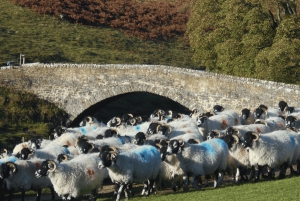 York: Tour 'Tutte le creature grandi e piccole' delle Yorkshire Dales