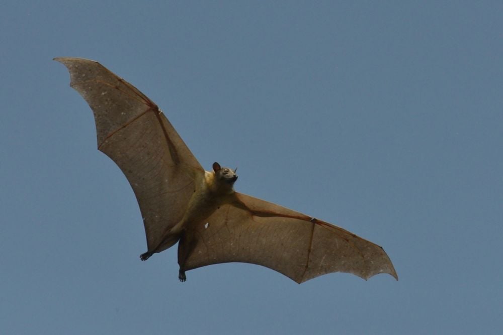 Staw Coloured Fruit Bat (photo Chris Meyer)