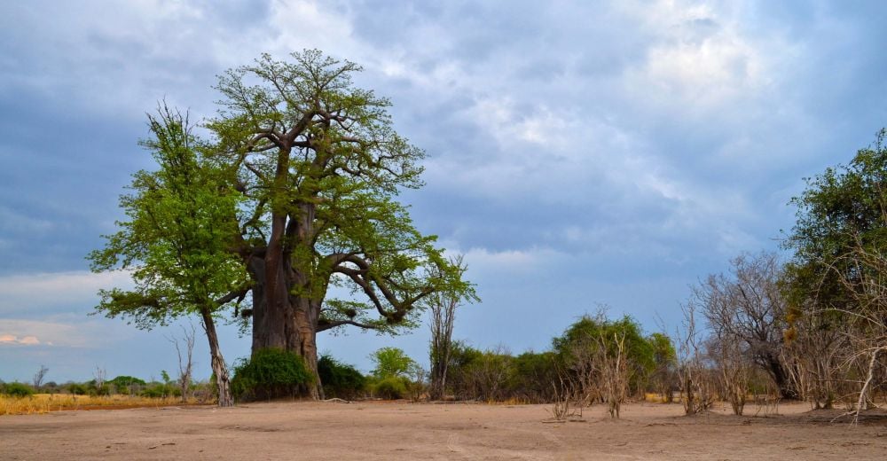 Baobab tree ready for the rain