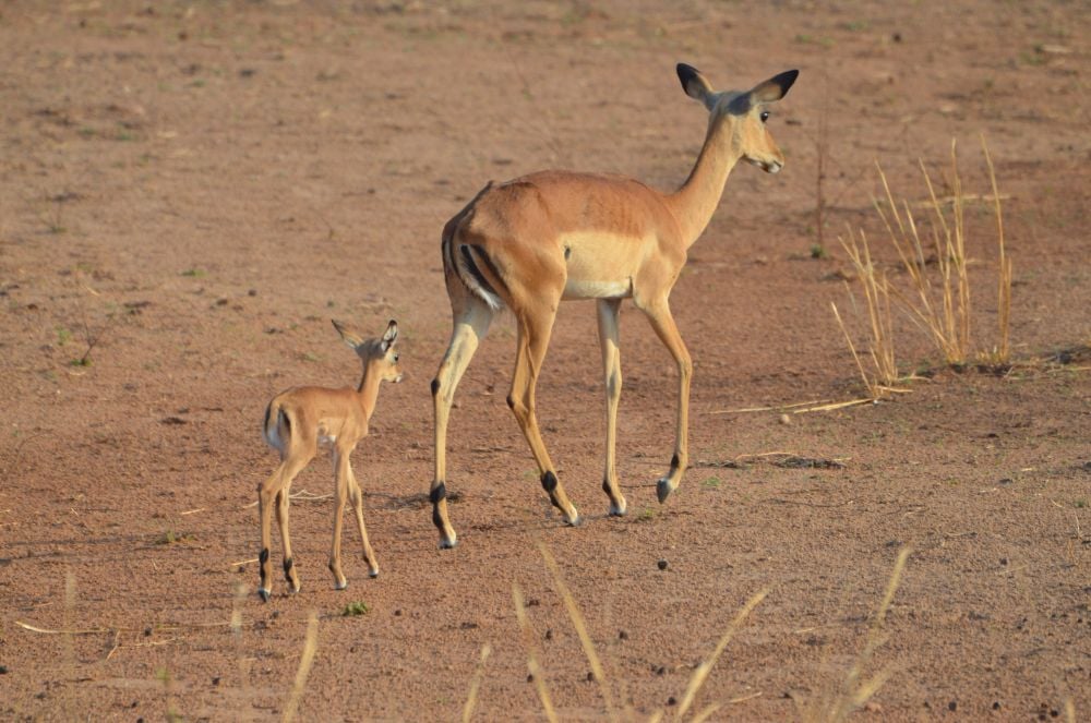 Impala with Baby
