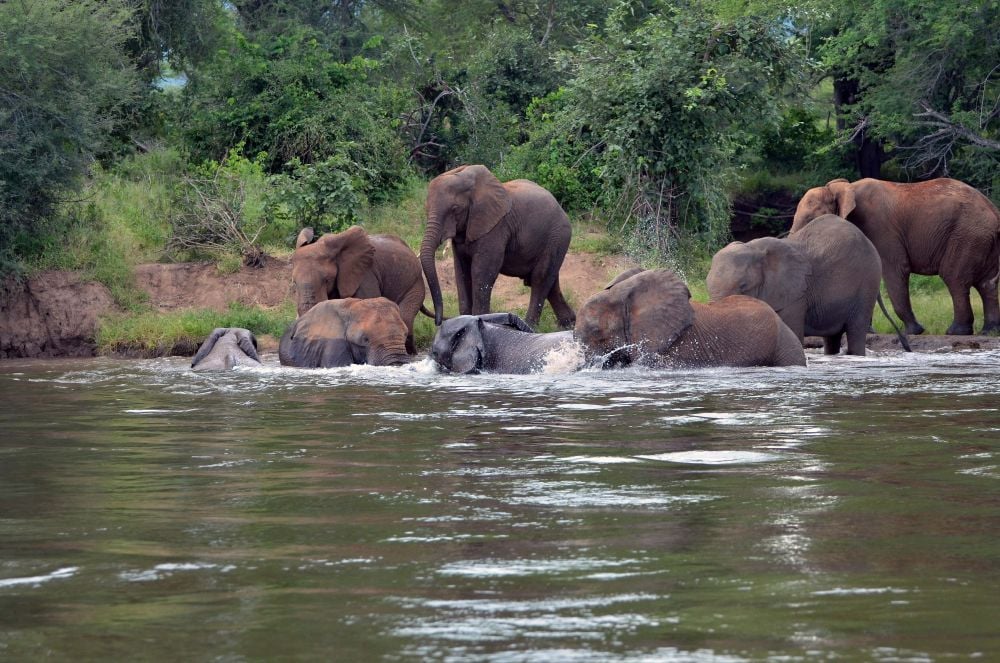 Lower Zambezi Elephants
