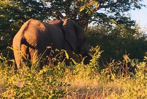2-dniowa wycieczka raftingowa po rzece Zambezi, safari z nosorożcami i Park Narodowy Chobe