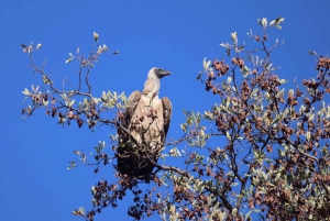 2-dniowa wycieczka raftingowa po rzece Zambezi, safari z nosorożcami i Park Narodowy Chobe