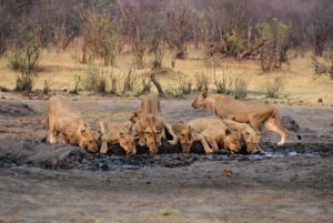 3-Day From Victoria Falls -Hwange National Park Safari