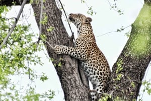 Safari de 3 días Cataratas Victoria - Livingstone con Marcha del Rinoceronte