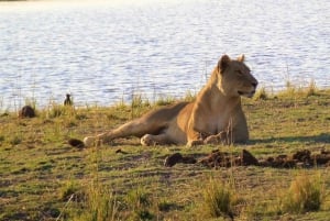 3-Day Zambia Safari Adventure to Kafue National Park