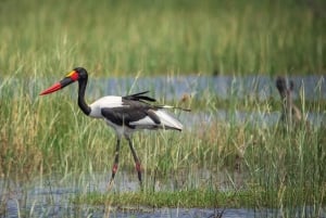 3-Day Zambia Safari Adventure to Kafue National Park