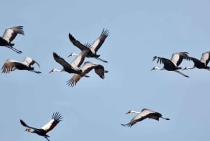 3-Day Zambia Safari Adventure to Kafue National Park