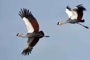 3-Day Zambia Safari Adventure to Kafue National Park