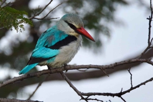 3-Day Zambia Safari Adventure to Kafue National Park