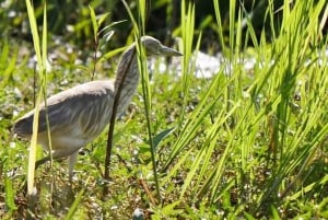 3-Day Zambia Safari Adventure to Kafue National Park